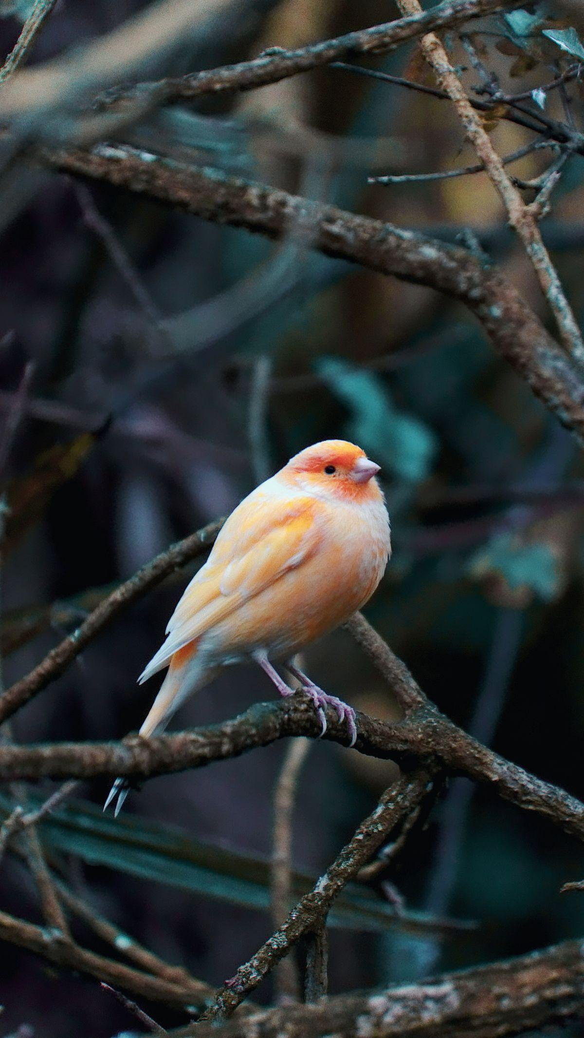 Ternak kenari adalah salah satu ide bisnis yang banyak diminati oleh penikmat burung hias. Kenari adalah burung hias berbulu kuning yang cantik, dan kicauan suaranya merdu. Tak heran banyak yang megagumi burung hias satu ini. Saat Anda memutuskan ingin be