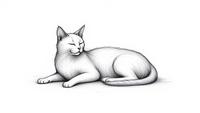 How To Draw A Cat: An Easy Guide And Tips For Beginners