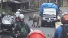 liputan6