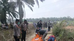 Terungkap Identitas Jasad Wanita Tergeletak di Kebun Sawit Mesuji