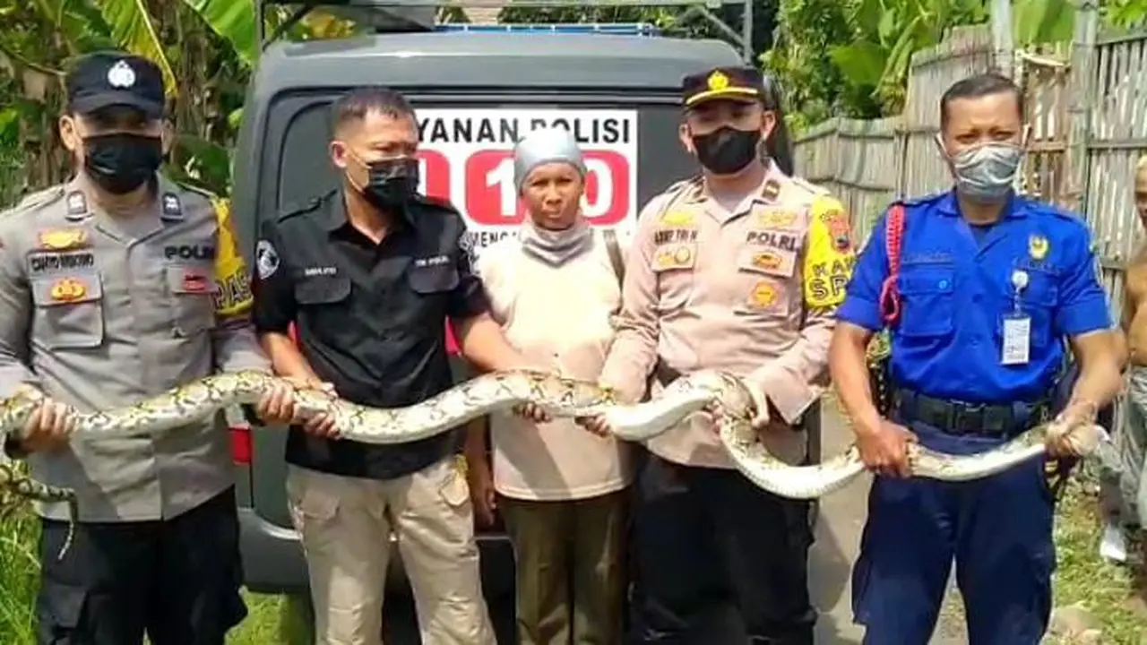 Ular Piton Masuk Pemukiman Warga