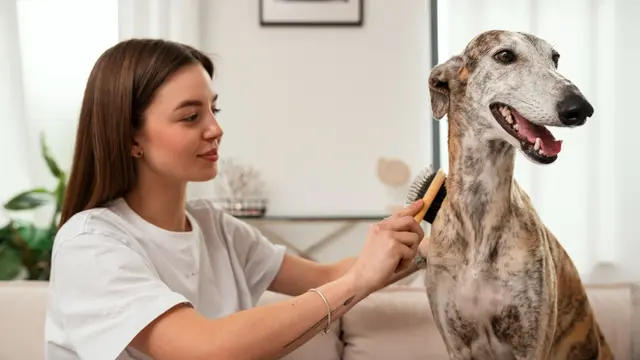 Dog Grooming