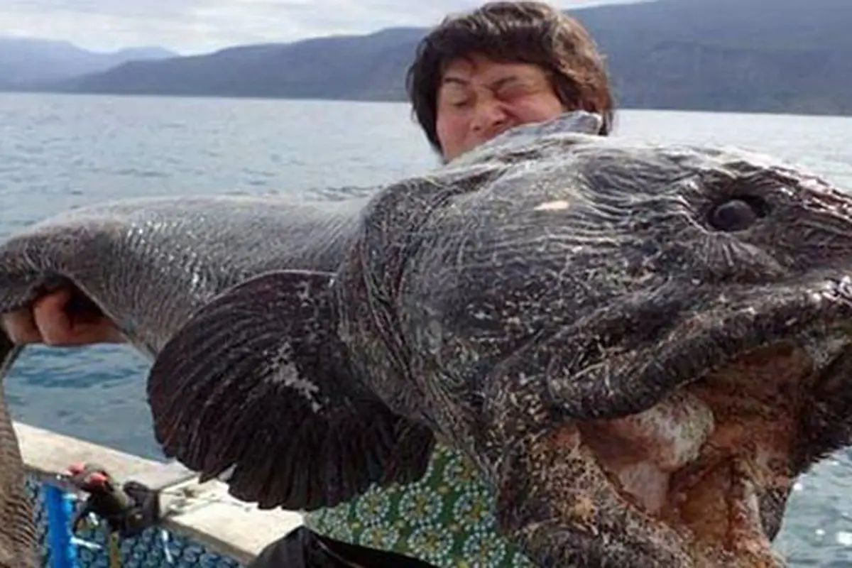 Ikan Berwajah Aneh Ditemukan di Lokasi Insiden Nuklir Fukushima