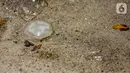 Ubur-ubur hasil tangkapan petugas di Pantai Lagoon, Ancol Taman Impian, Jakarta, Rabu (9/10/2019). Kawanan ubur-ubur yang bermunculan berjenis Spotted Jellyfish, Blubber, dan Sea Netle. (Liputan6.com/Faizal Fanani)