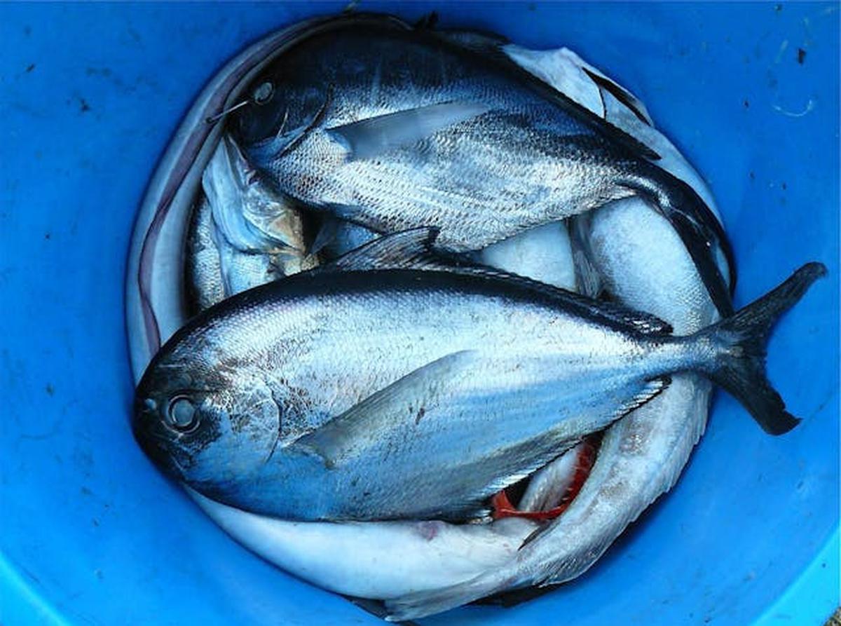 Makanan yang Harus Dihindari untuk Menjaga Kesehatan Kognitif
