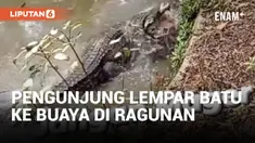 Buaya di Kebun Binatang Ragunan Dilempar Batu oleh Pengunjung