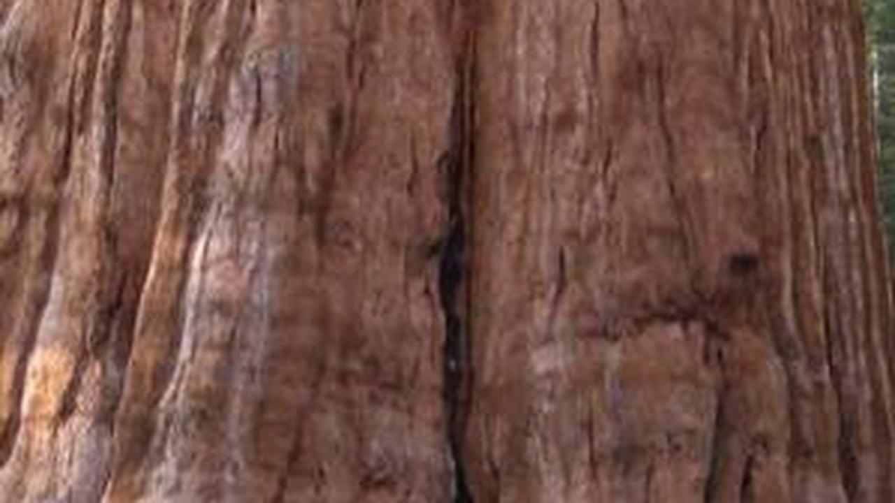 Sequoia Raksasa