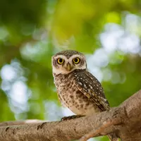 Ilustrasi burung hantu. (Foto oleh Amol Mande: https://www.pexels.com/id-id/foto/burung-hantu-coklat-di-cabang-pohon-2683946/)