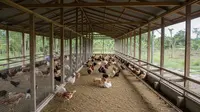 Ukuran Kandang Ayam Ideal untuk 10 Ekor Ayam Petelur yang Tepat