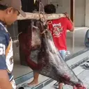 Celeng Terobos Masjid Akhirnya Ditembak, Daging Dibagi dan Dimasak