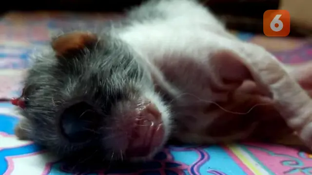 Kucing Bertanduk Mata Satu Lahir di Bengkulu, Dajjal ??