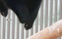 16 Maret Merayakan Hari Panda Nasional, Ini Tujuannya