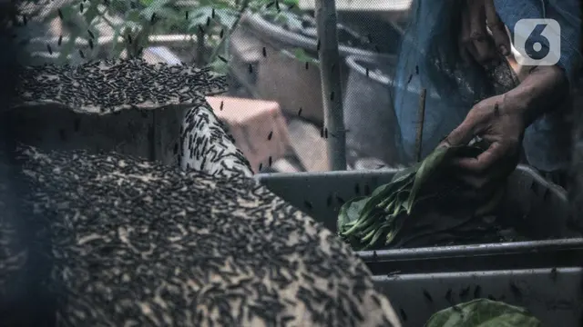 Budi Daya Maggot untuk Kurangi Sampah Organik