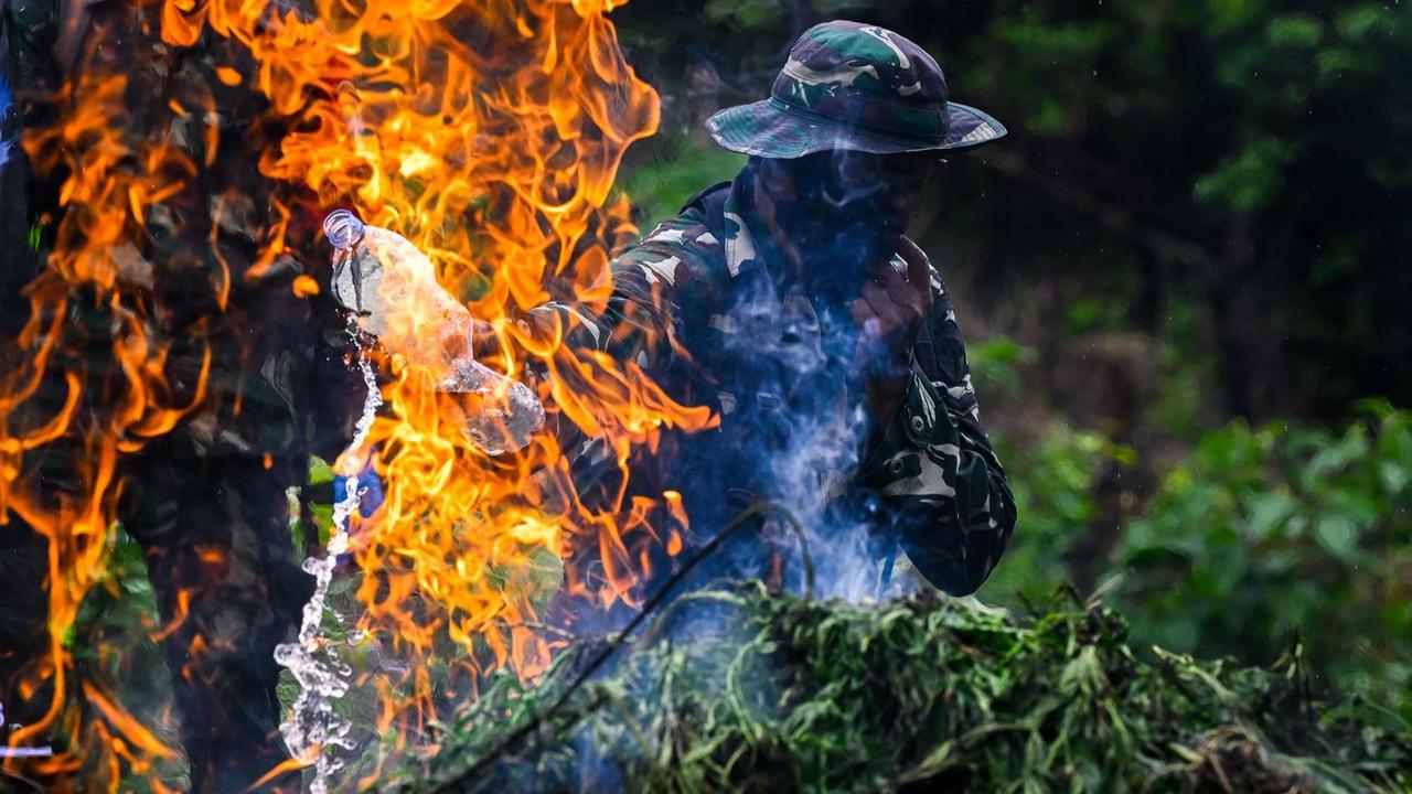 FOTO: TNI AD Bongkar Ladang Ganja di Pegunungan Aceh Besar