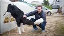 Founder sekaligus CEO Facebook, Mark Zuckerberg memberi susu kepada anak sapi saat melakukan kunjungan ke peternakan keluarga Gant di Blanchardville, Wisconsin, AS. Menurut Mark, itulah pertama kali ia memberi susu pada sapi. (Facebook/Mark Zuckerberg)