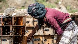 Seorang peternak lebah memeriksa sarang lebahnya di sebuah peternakan di Kota Taez, Yaman, 28 Juni 2022. PBB mengatakan madu memainkan "peran penting" bagi perekonomian Yaman, dengan 100.000 rumah tangga bergantung padanya untuk mata pencaharian mereka. (AHMAD AL-BASHA/AFP)