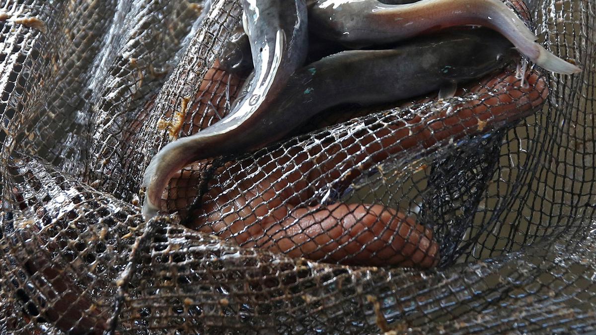 Cara Menghilangkan Lendir Ikan Lele dengan 3 Bahan Dapur, Bebas Bau Amis dan Lebih Bersih