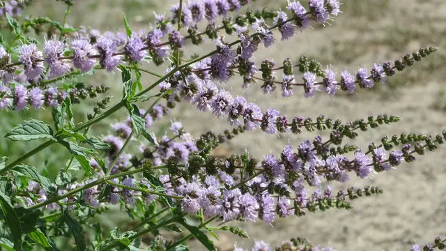 Spearmint