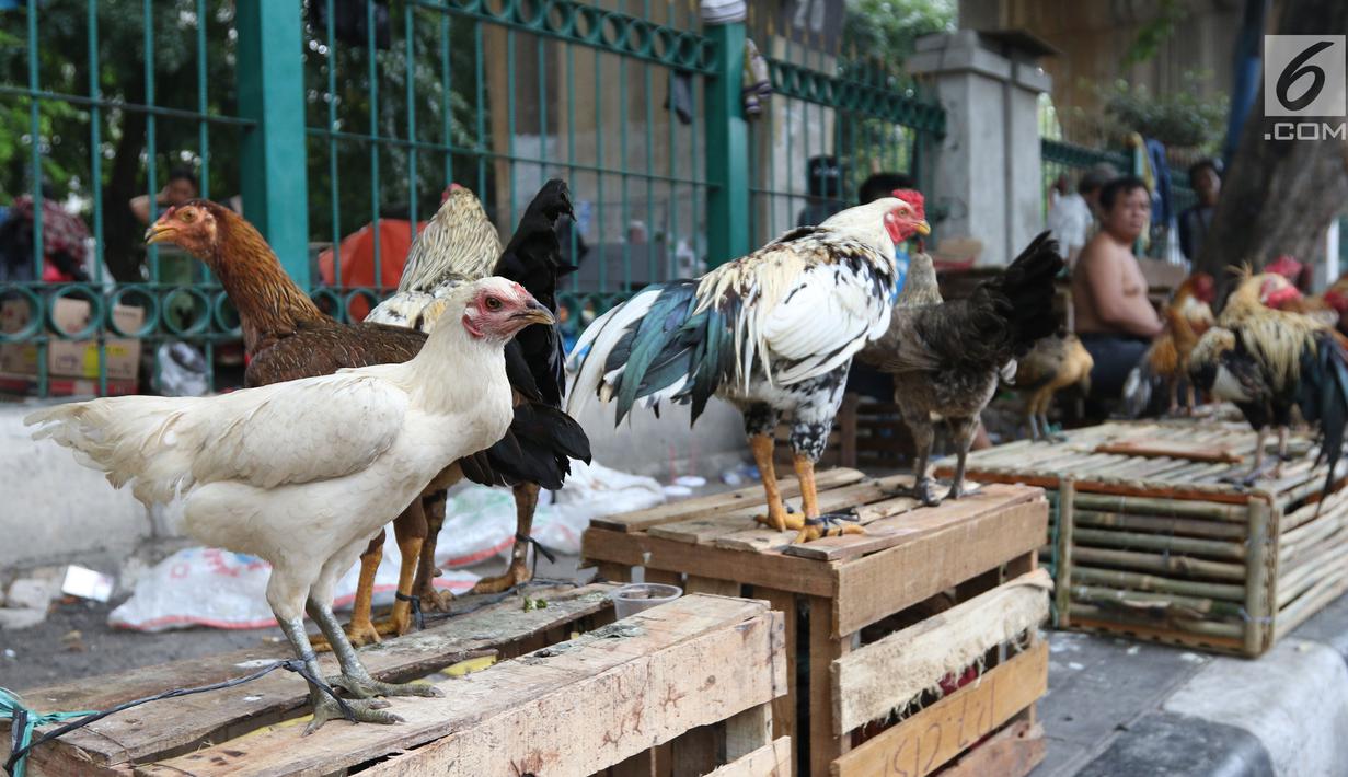 Pedagang tengah menjual ayam kampung di Jakarta, Selasa (12/6). Para pedagang ayam musiman tersebut menjual ayam dengan kisaran harga 100 ribu hingga 250 ribu untuk kebutuhan ayam potong lebaran. (Liputan6.com/Angga Yuniar)