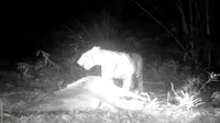 Camera trap merekam harimau sedang memangsa hewan ternak milik warga