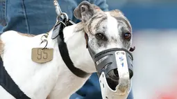 Seekor anjing Greyhound yang mulutnya ditutup bersiap mengikuti lomba balap di Melbourne, Florida, AS (14/2). Pengelola setempat mengatakan, balapan ini kini sepi penonton. (AFP Photo/Rhona Wise)