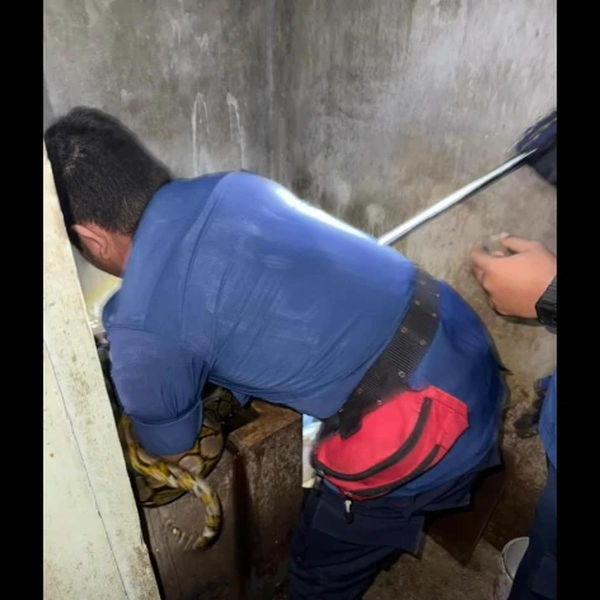 Merinding! Ular Jatuh dari Plafon ke Bak Mandi Warga, Damkar Bagikan 4 Tips Ampuh Cegah Teror Reptil di Rumah