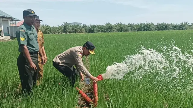 Produktivitas dan IP Padi di Desa Rokan Baru Pesisir Meningkat Berkat Optimalisasi Lahan Kementan