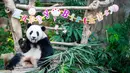 Panda raksasa Yi Yi menikmati kudapan ulang tahun di Kebun Binatang Nasional Malaysia, Selasa (14/1/2020). Para penggemar dan wisatawan dari Malaysia serta luar negeri ikut merayakan hari ulang tahun (HUT) ke-2 Yi Yi. (Xinhua/Zhu Wei)