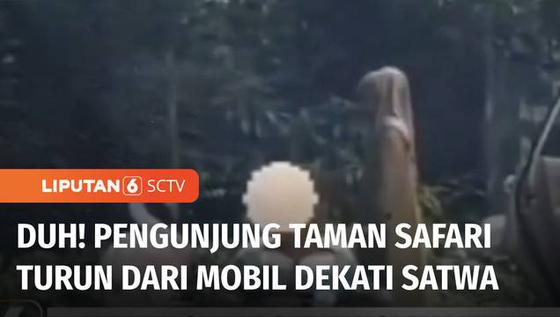 VIDEO: Viral! Pengunjung Taman Safari Keluar dari Mobil Hampiri Satwa, Kini Kena Blacklist