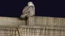 Seekor burung hantu salju yang langka mencari mangsanya di atas Union Station di Washington, Selasa (11/1/2022). Burung hantu salju tersebut memikat para pengamat burung yang ingin melihat sekilas hewan itu. (AP Photo/Carolyn Kaster)