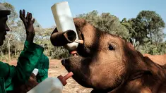 Seorang penjaga memberi susu bayi gajah  yatim piatu di panti asuhan gajah David Sheldrick Wildlife Trust (DSWT) di Nairobi, Kenya pada 12 Maret 2019. Panti ini mengasuh gajah muda hingga mereka dewasa sebelum dilepas ke alam liar. (Yasuyoshi CHIBA/AFP)