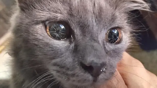 6 Potret Kucing Bermata Indah Ini Bikin Takjub, Makin Menggemaskan