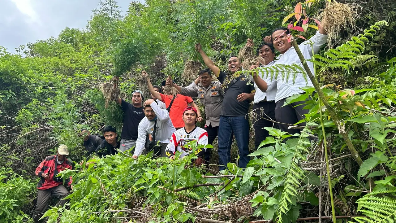 Polres Kerinci berhasil mengungkap ladang ganja yang berlokasi di Desa Sungai Dalam, Kecamatan Kayu Aro, Kabupaten Kerinci (Istimewa)
