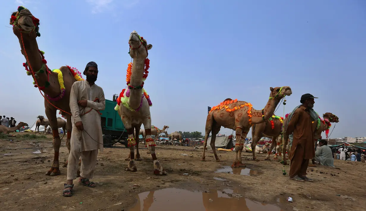 Para penjual berdiri dekat unta mereka yang dihiasi saat menunggu pembeli di pasar ternak untuk Idul Adha di Islamabad, Pakistan, Minggu (26/7/2020). Para pedagang menghias unta agar hewan kurban yang dijualnya dilirik pembeli. (AP Photo/Anjum Naveed)