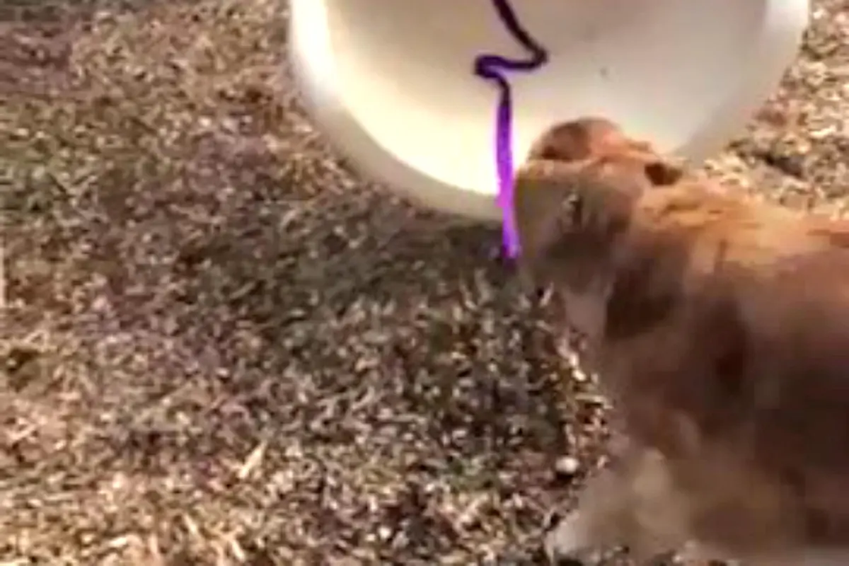 Induk Anjing Ini Mengajarkan Anaknya Main Seluncur di Taman