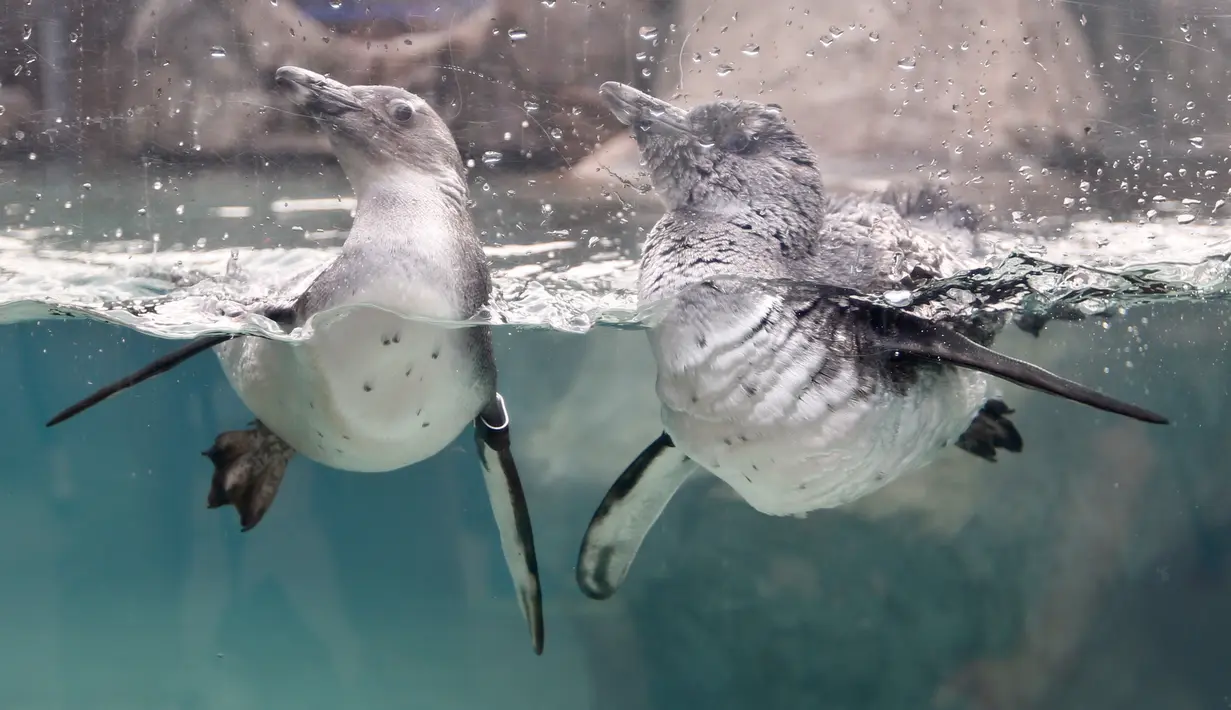Dua ekor penguin Afrika  berenang di habitat penguin di National Aviary, Pittsburgh, 12 April 2018. National Aviary adalah bagian dari program pengembangbiakan untuk memastikan populasi Penguin Afrika. (AP Photo/Keith Srakocic)