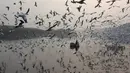 Pria India memberi makan burung camar di sungai Yamuna yang diselimuti kabut, Jumat (17/11). WHO menyebut kadar polusi udara di New Delhi dan sebagian wilayah utara India lainnya telah jauh di atas batas yang bisa di toleransi. (DOMINIQUE FAGET/AFP)