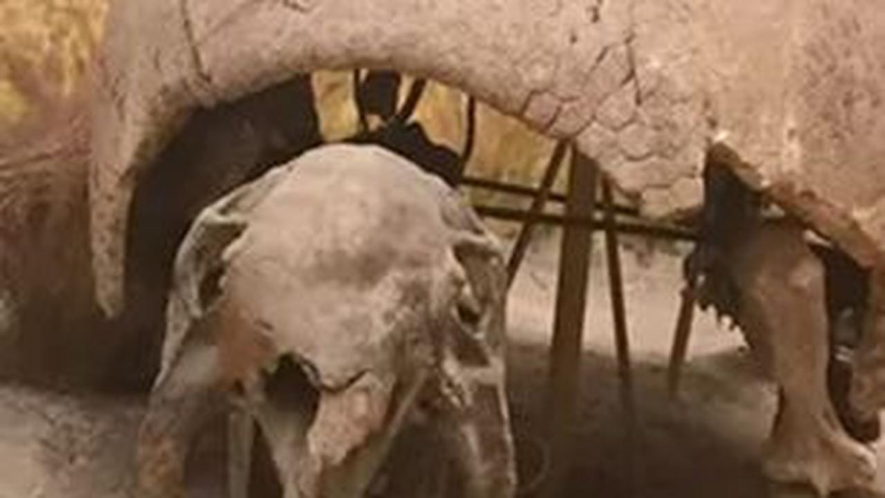 Glyptodon