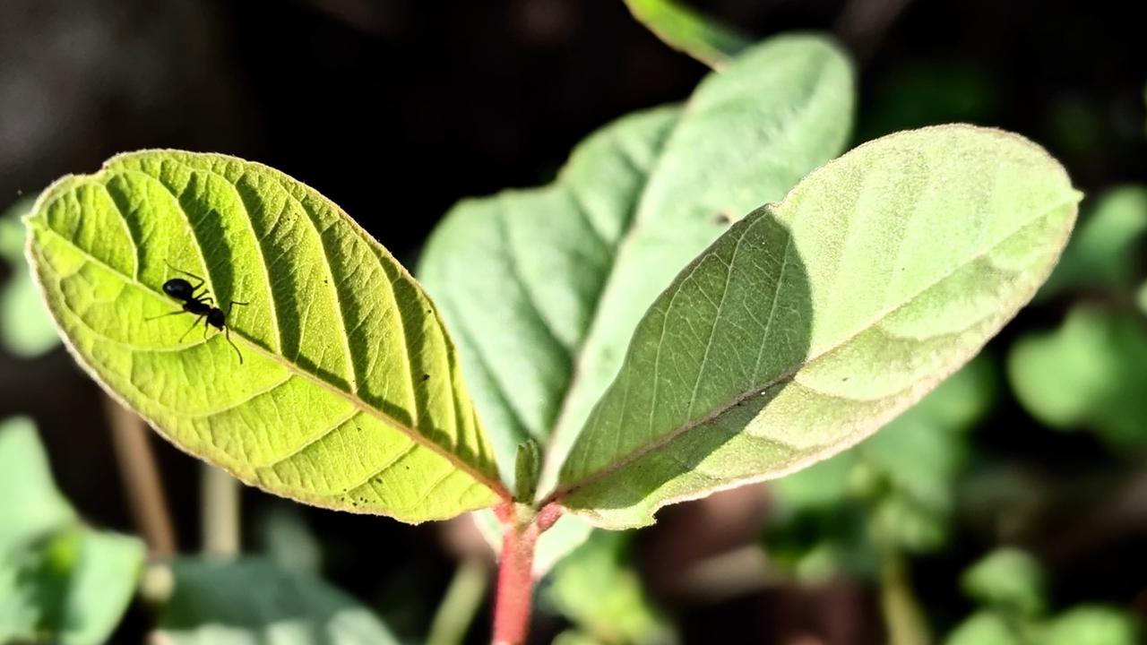 Teh Daun Jambu Biji Bisa Cegah Lonjakan Gula Darah pada Pasien Diabetes Tipe 2