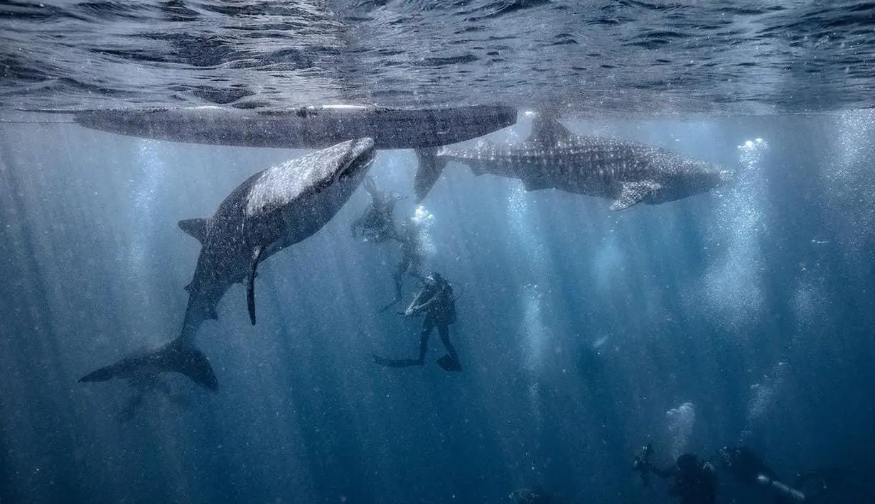 Keberangkatannya ke sana untuk diving di kawasan Whale Shark Botubarani Gorontalo [instagram/naymirdad]