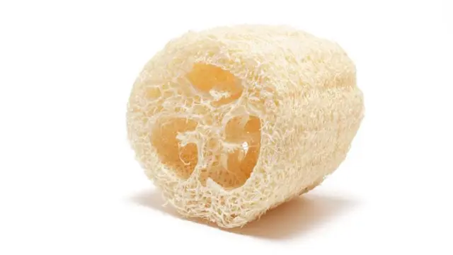 Ilustrasi Loofah