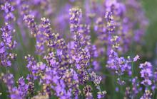 Manfaat Kesehatan Bunga Lavender, Ketahui di Mana Sebaiknya Kita Menanamnya di Rumah