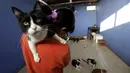 Seekor kucing saat digendong inga di rumahnya, Lima, Peru (4/8/2015). Inga dan teman-temannya selalu memeriksakan kucing-kucing mereka ke dokter hewan. (Reuters/Mariana Bazo)