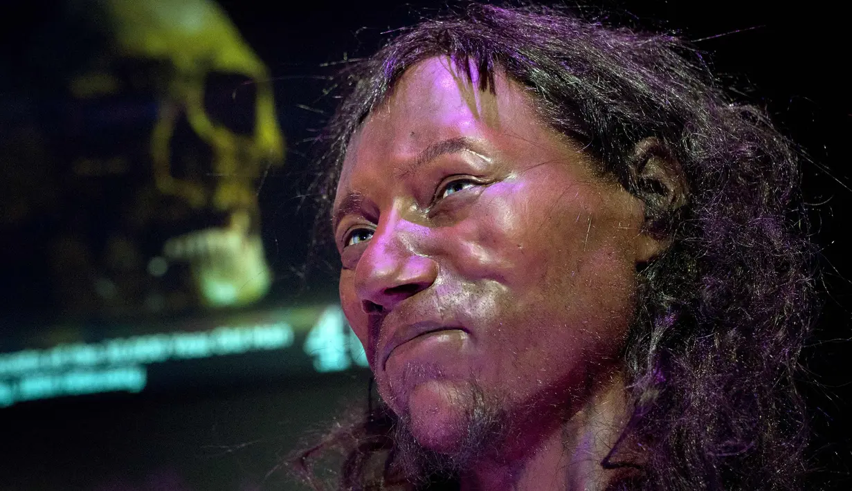 Sebuah model rekonstruksi wajah dari tengkorak pria berusia 10.000 tahun, yang dikenal sebagai 'Cheddar Man', di Museum Sejarah Nasional, London, (6/2). Dalam rekontruksi tersebut Cheddar Man berkulit gelap dan bermata biru. (AFP Photo/Justin Tallis)