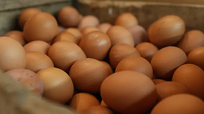 Telur Ayam
