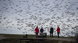 Sejumlah orang menyaksikan kawanan angsa salju terbang di Garry Point Park, di Richmond, British Columbia, Kanada pada Minggu (10/1/2021). Angsa, yang berkembang biak di Siberia, bermigrasi di sepanjang pantai pasifik untuk menghabiskan musim dingin. (Darryl Dyck/The Canadian Press via AP)