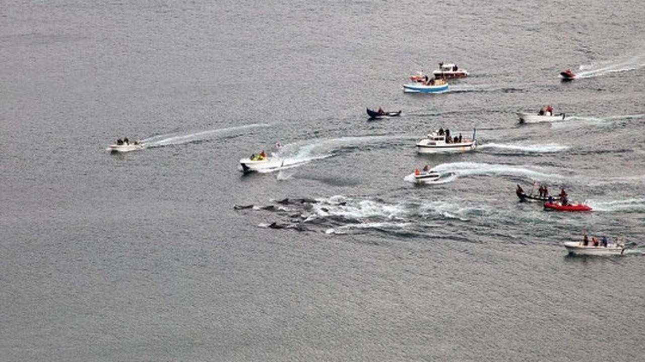 Sadisnya tradisi berburu ratusan paus di Kepulauan Faroe