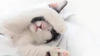 Yuk Ketahui suasana hat si kucing dari posisi tidurnya!