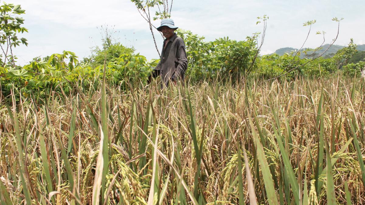 Regent: Si Penakluk Hama Pengganggu di Sawah