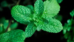 Mengenal daun stevia yang kegunaanya jauh lebih luas dari sekedar pemanis. [@pexels/magdalena nowak]
